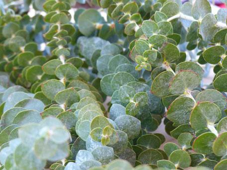 Eucalyptus babyblue aus Italien