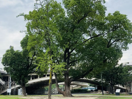 中之島公園 芝生広場