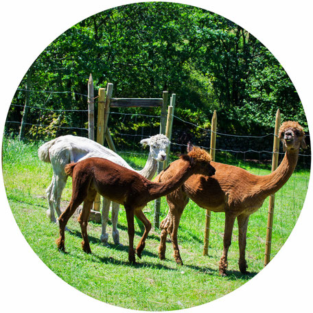 Alpacas recien esquiladas
