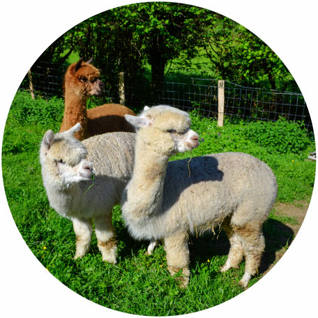 Alpacas con todo su vellón