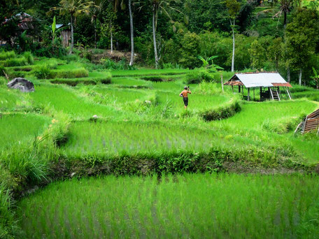 Rijstvelden op midden Bali