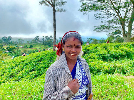 Theeplukker in nuwara Eliya in Sri Lanka