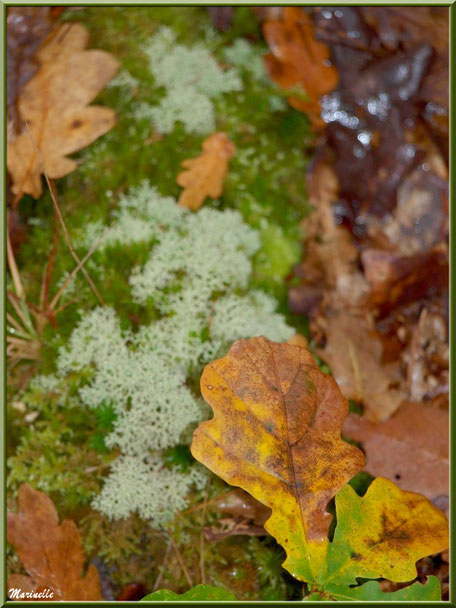 Feuilles de chêne automnales sur tapis moussu, forêt sur le Bassin d'Arcachon (33)  