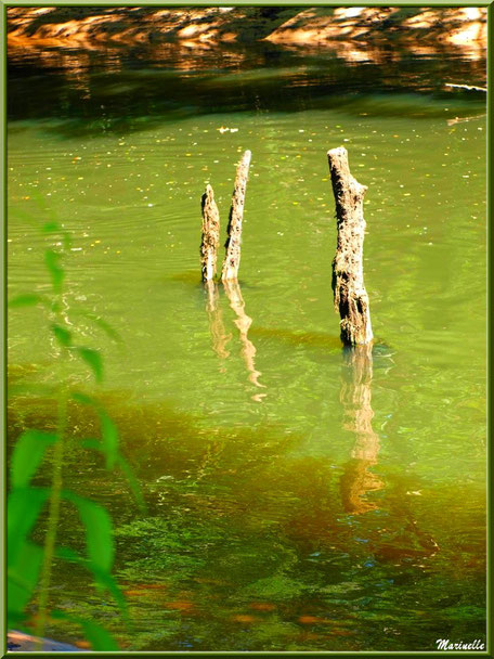 Bois et reflets en bordure de La Leyre, Sentier du Littoral au lieu-dit Lamothe, Le Teich, Bassin d'Arcachon (33)