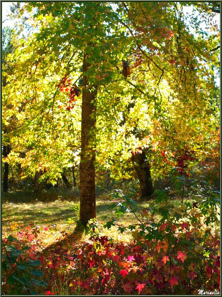 Sous-bois de Chênes et Liquidambars (ou Copalmes d'Amérique) en période automnale, forêt sur le Bassin d'Arcachon (33) 