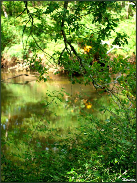 Verdoyance et reflets en bordure de La Leyre, Sentier du Littoral au lieu-dit Lamothe, Le Teich, Bassin d'Arcachon (33) 