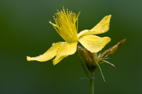 Sint-janskruid , hypericum perforatum