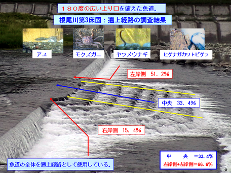 棚田式魚道の遡上調査の説明図