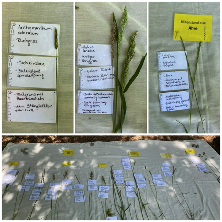 Gräser Repetition, Gräser erkennen, Wiesengräser, Poaceae, Süssgräser, Exkursionsort, Landschaft