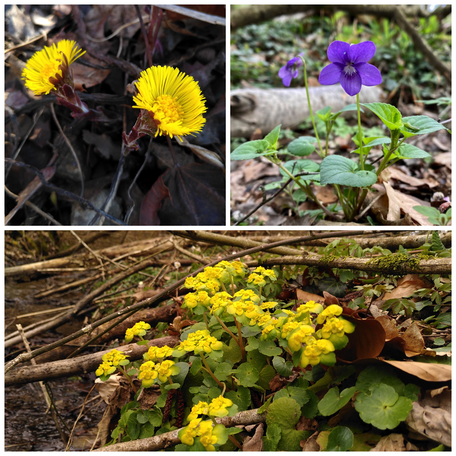 Pflanzen, Landschaft, Fluss, Frühblüher, Flora Jona