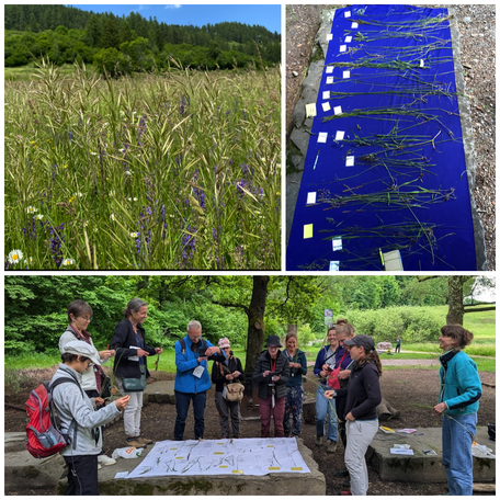 Wiesengräser, Poaceae, Süssgräser, Gräser, Pflanzen repetieren, Landschaft, Exkursionsort, Gruppe