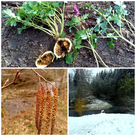 Pflanzen, Landschaft, Fluss, Frühblüher, Flora Jona