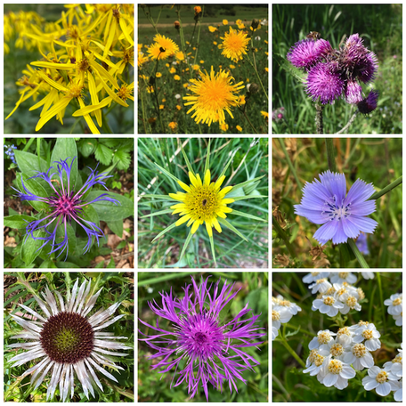 Vertiefungskurs Asteraceae, Korbblütler, Systematik, Pflanzenfamilie