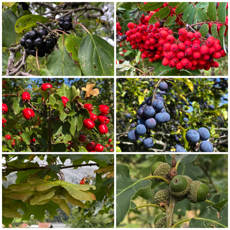 Flora Rüti, Landschaft, Bäume, Pflanzen