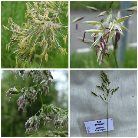 Wiesengräser, Poaceae, Süssgräser, Gräser, Grasblüten, Gräser lernen