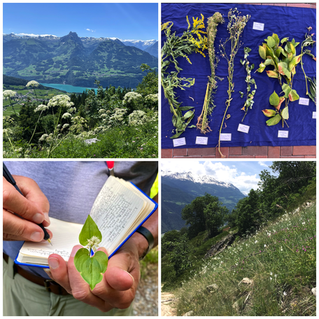 Landschaft, Pflanzen repetieren, Pflanzen lernen, Systematik, Exkursionsorte