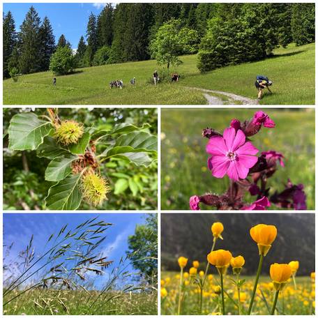 Blumenwiesen, Arten der Zertifikatsliste 200