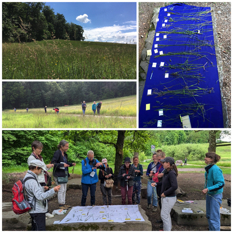 Gräser Repetition, Gräser erkennen, Wiesengräser, Poaceae, Süssgräser, Exkursionsort, Landschaft