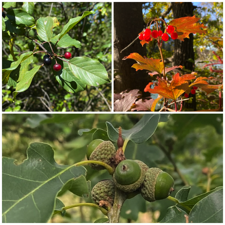 Flora Rüti ZH, Blätter, Fruchttypen, Blüten, Pflanzen