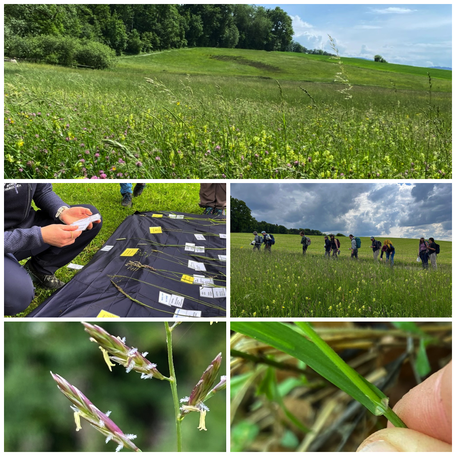 Wiesengräser, Poaceae, Süssgräser, Grasblüten