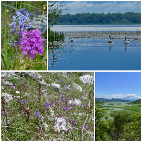 Landschaft Montenegro, Auengebit, Pelikane, Fluss, Orchideen, Flora Montenegro, Mittelmeeflora