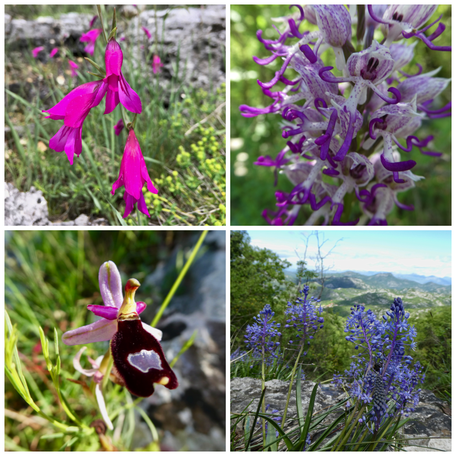 Flora Montenegro, Mittelmeerflora, Orchideen, Gladiolen