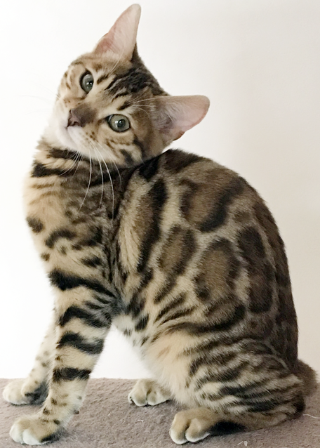 ベンガル猫ブリーダー 母猫 ミオ