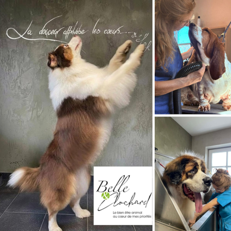 Concours Durbuy Commerces | Salon de toilettage Belle & Clochard à Heyd