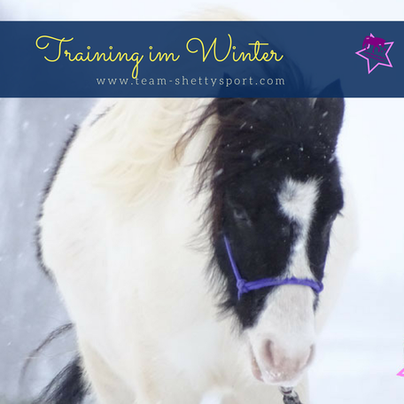 Pferdetraining im Winter, Shetty, Pferd, Schlitten