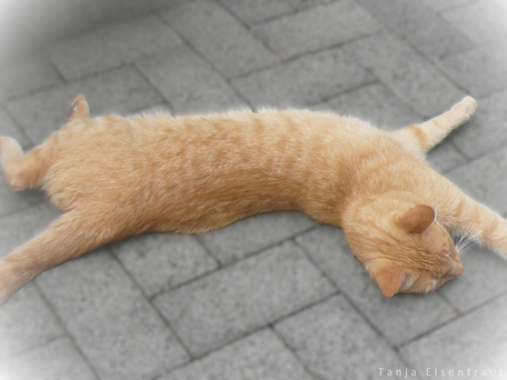 Eine rote Katze liegt auf der Seite lang ausgestreckt auf einem grauen Untergrund. Die Katze wirkt entspannt und steht für die Geschmeidigkeit, die Menschen durch Übungen nach Feldenkrais erlangen können. 