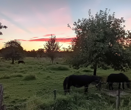 Shettlandponys auf einer Wiese von Ina Paulus