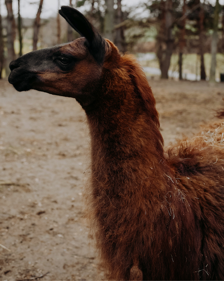 Tierpatenschaft für Luna