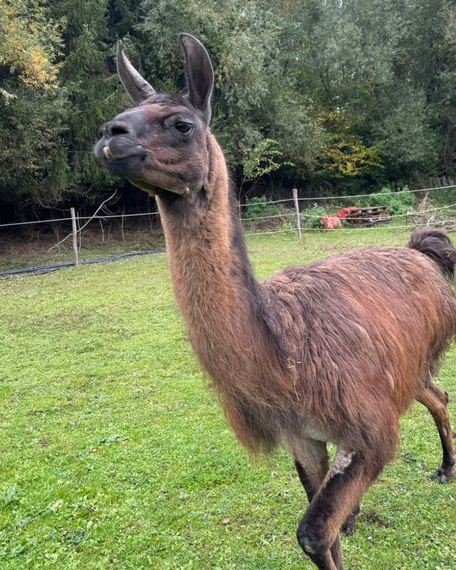 Tierpatenschaft für Luna