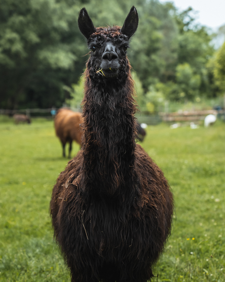 Tierpatenschaft für Lara