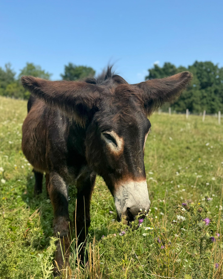 Tierpatenschaft für Martin