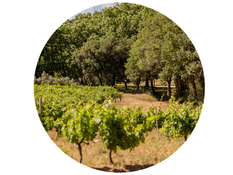 Vignes en côtes de provence dans un vignoble familial dans le var entre pierrefeu et collobrieres. 