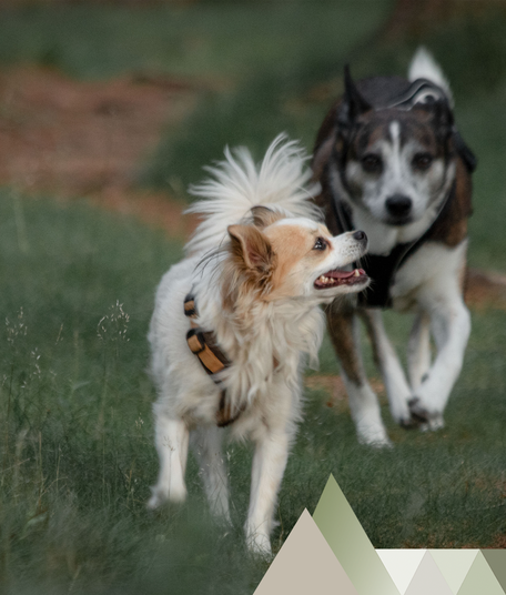 Individuelles Hundetraining Steiermark Hunde Kleintiere Training Verhalten Trainingsansätze Katzen-und Kleintierbetreuung Gassi Service Spaziergang Hundertwege Marion Colbri Fischer Marion Fischer Colbri Spaziergang Medicaltraining Hundesalon Trainingsein