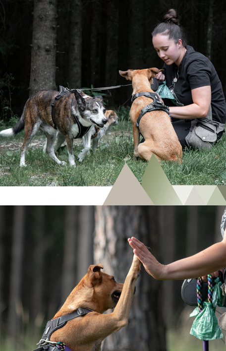 Individuelles Hundetraining Steiermark Hunde Kleintiere Training Verhalten Trainingsansätze Katzen-und Kleintierbetreuung Gassi Service Spaziergang Hundertwege Marion Colbri Fischer Marion Fischer Colbri Spaziergang Medicaltraining Hundesalon Trainingsein