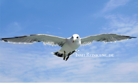 Versandreinigung-mueden.de, Brautkleider, Inselreinigung, Bild von Möwe mit Text Inselreinigung