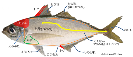 部位の呼び方 魚のさばき方教室 東京