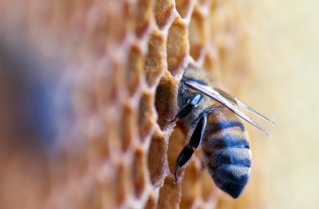 Biene, die ihren Kopf in eine Wabe steckt
