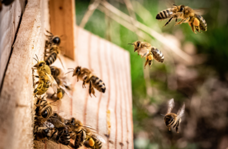 Zahlreiche Bienen, die auf die Öffnung eines Bienenstocks zufliegen