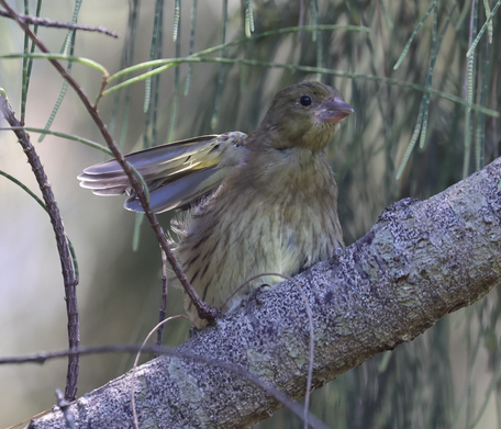 オガサワラカワラヒワ　オガヒワ　幼鳥