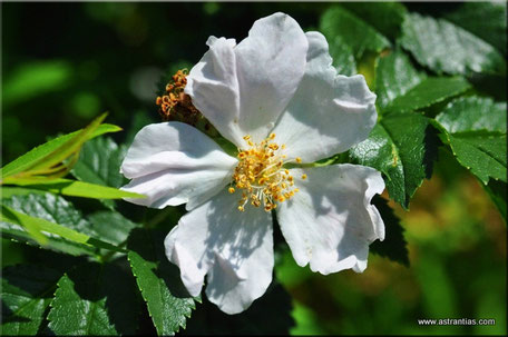 Rosa-agrestis, Rosa-sepium, Acker-Rose, Rosier-agreste, Rosa-delle-siepi, Wildrosen, Wildsträucher, Heckensträucher, Artenvielfalt, Ökologie, Biodiversität, Wildrose