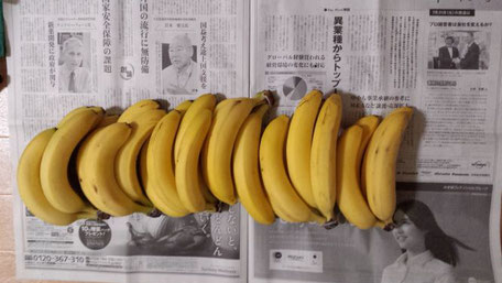 クワガタ採集準備 バナナ