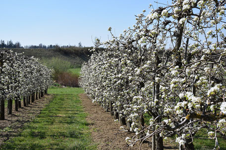 Blüte_Williams_Birnen_Schnaps