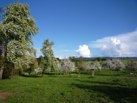 Steuobst, Baumgarten, Obstblüte