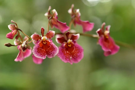 orchidées, jardin des plantes, muséum d'histoire naturelle