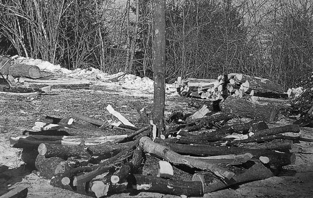 Der Holzstoss zum Fasnachtsfeuer wird aufgeschichtet (Foto: P. Brodmann-Kron)