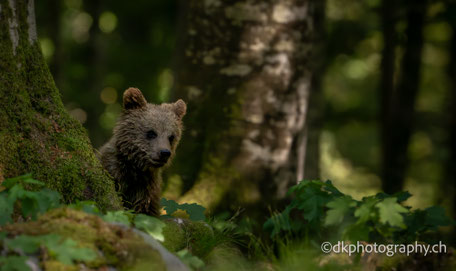 photography dkphotography dk dk.photography dk_photography dk-photography demian knobel Kalender natur nature wildlife schweiz switzerland landscape landschaft see bergsee